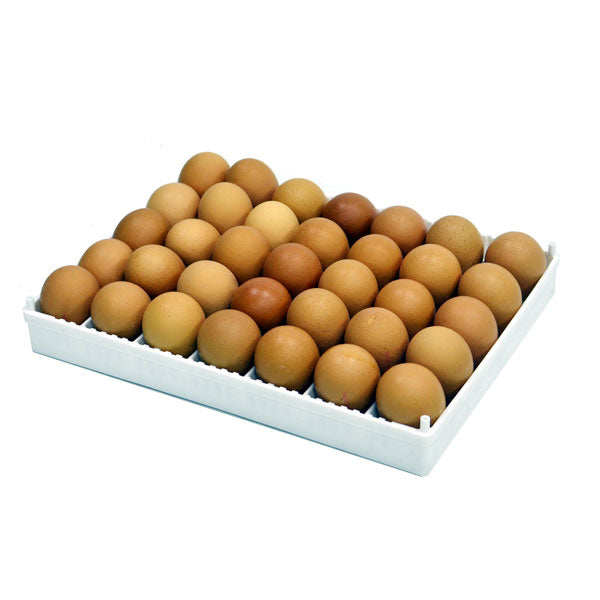 Flexy35 Egg Setter Tray Only (without egg separators)