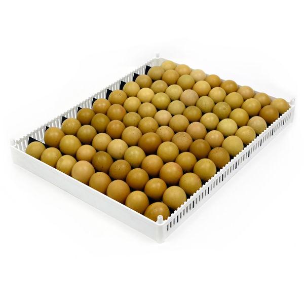 Flexy80 Egg Setter Tray Only - without separators