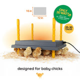 Warmzy Heating Plate (12" x 16") 25 - 30 chicks