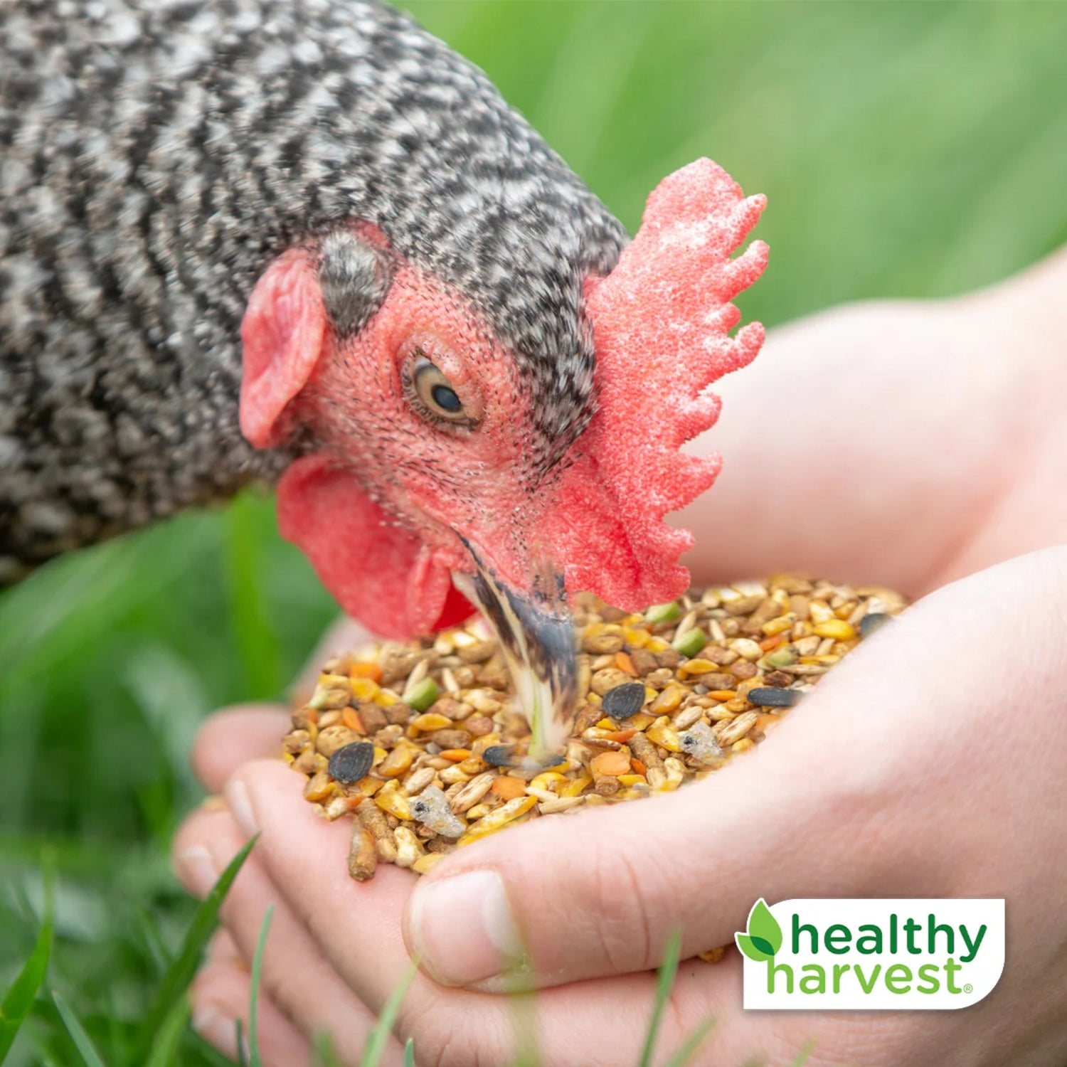 Healthy Harvest Non-GMO Whole & Hearty - 30 lb