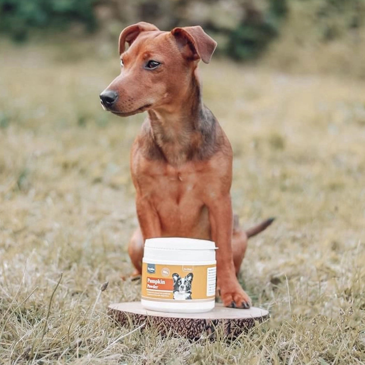 Pumpkin Powder for Dogs