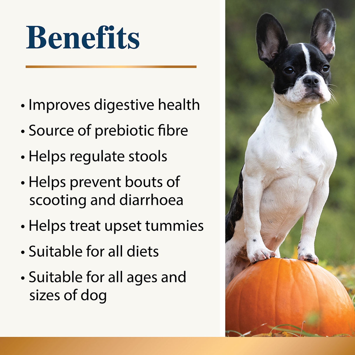 Pumpkin Powder for Dogs
