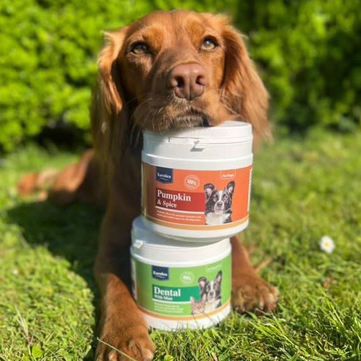Pumpkin & Spice Powder Topper for Dogs