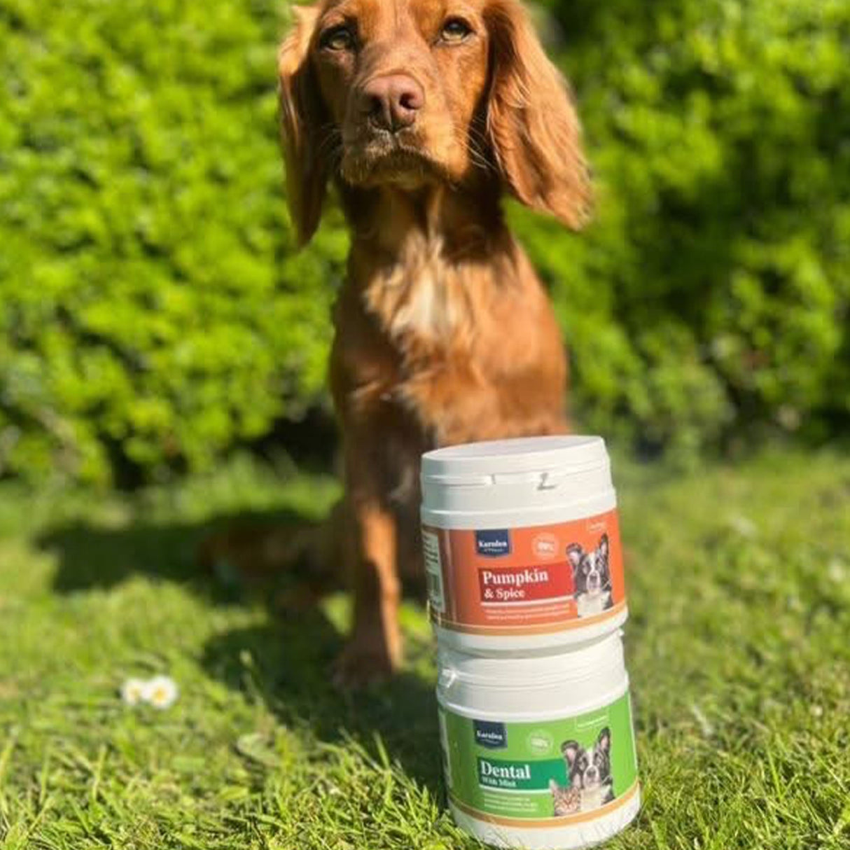 Pumpkin & Spice Powder Topper for Dogs