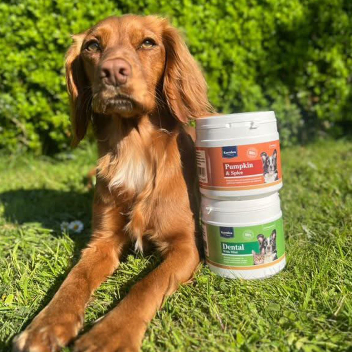 Pumpkin & Spice Powder Topper for Dogs