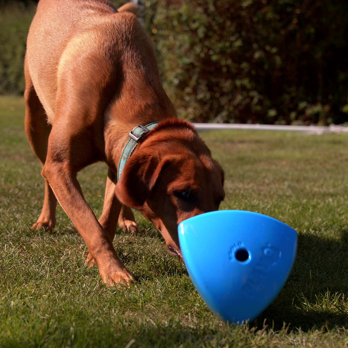 Roolo Enrichment Bopping Ball