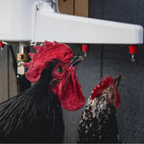 The Chicken Fountain®