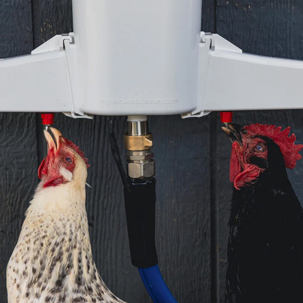 The Chicken Fountain®