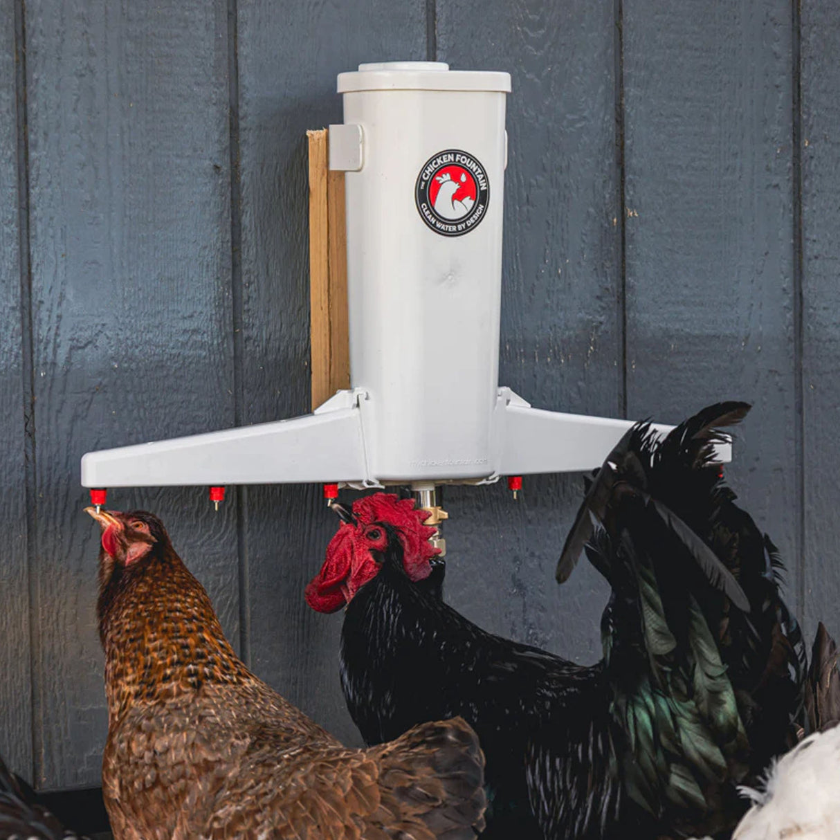 The Chicken Fountain®