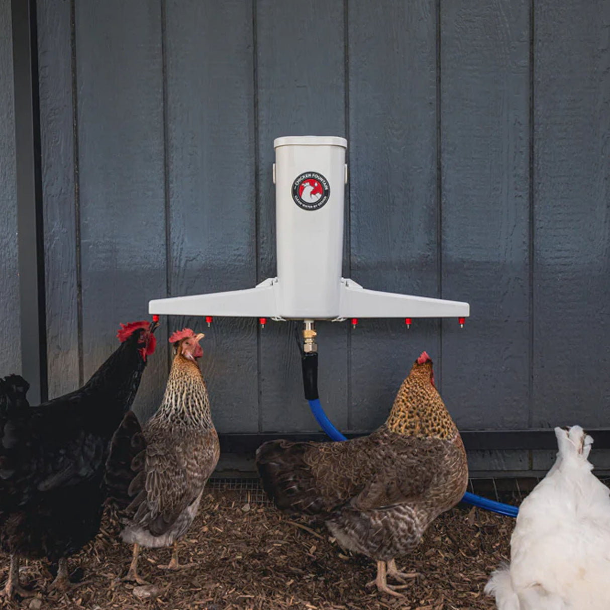 The Chicken Fountain®