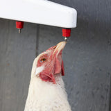 The Chicken Fountain®