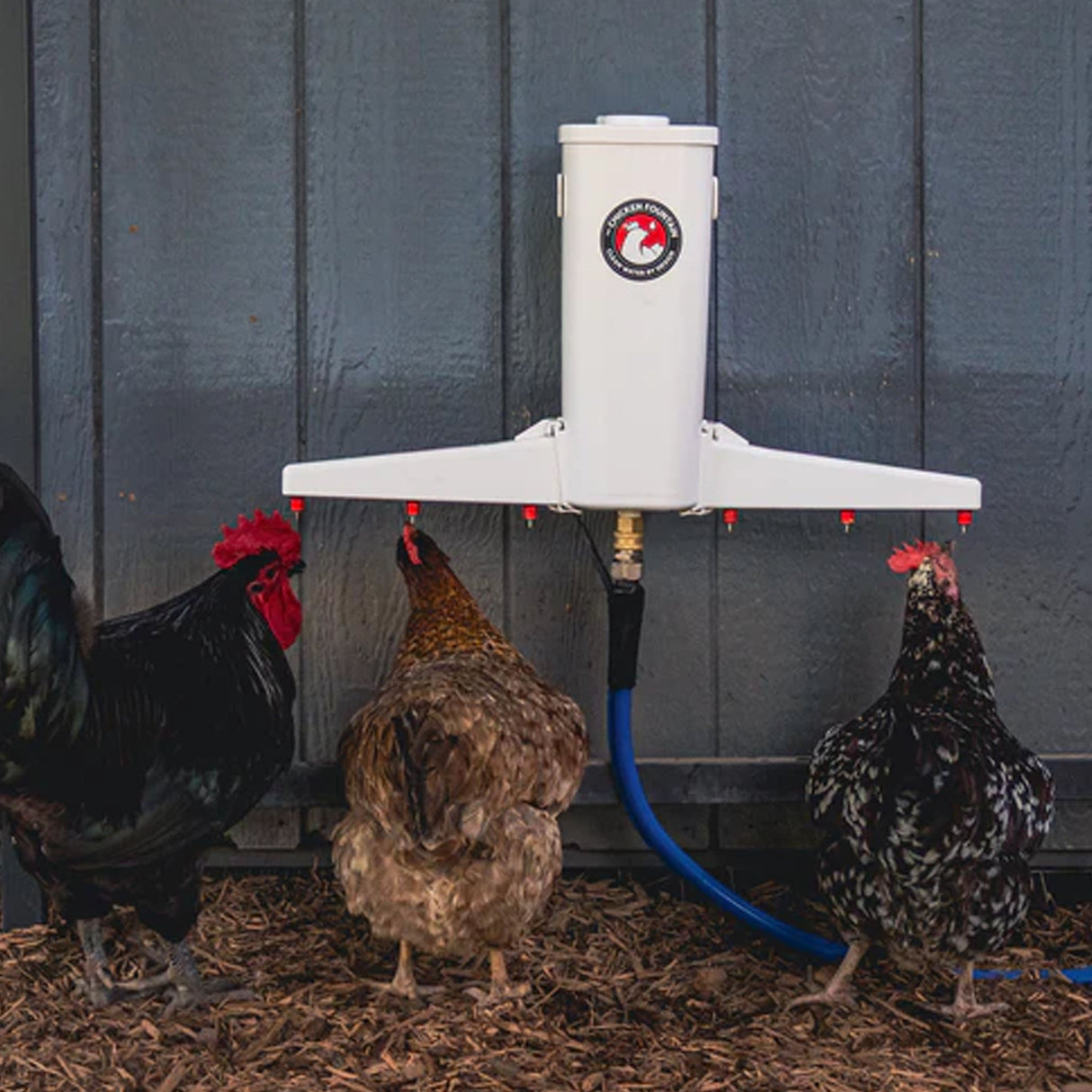 The Chicken Fountain®